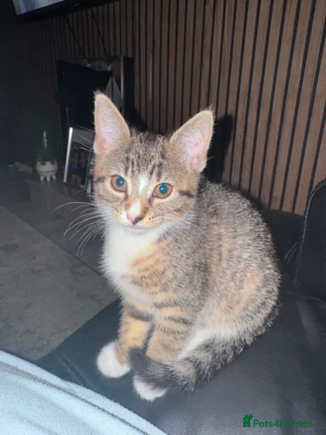 Mixed Breed cats for sale: Kitten for sale - Advert 2