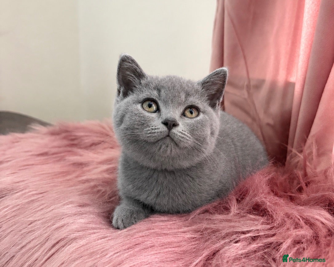 British Shorthair cats 6 gorgeous bsh for sale ❤️ - Advert 1
