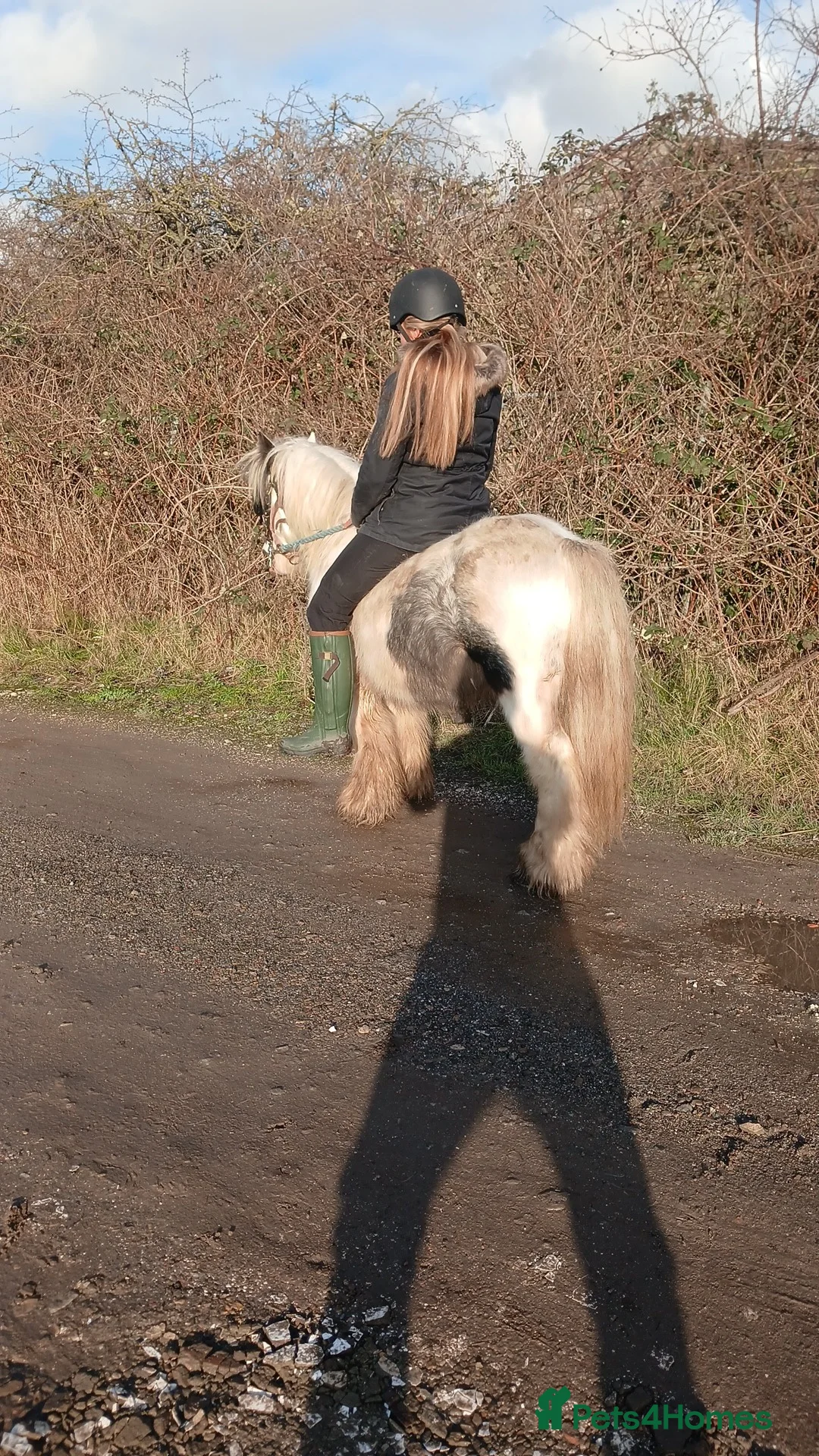 Irish Cob horses for sale: 11.2 ride and drive pony  - Advert 2