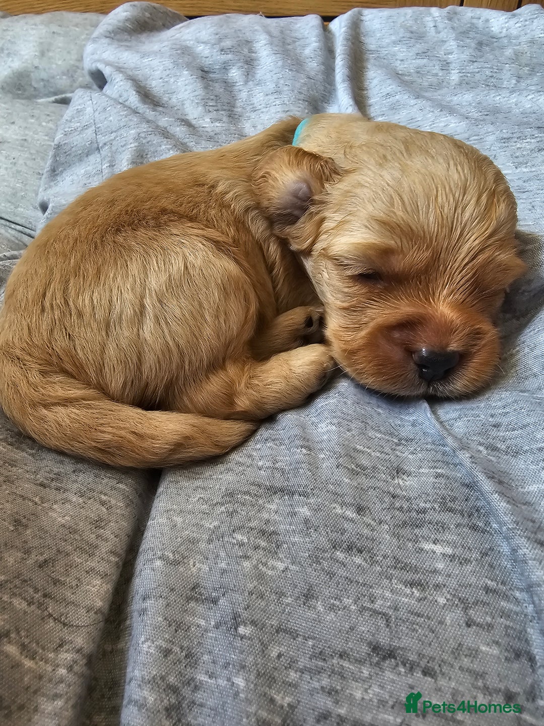 Cockapoo dogs for sale: 4 beautiful cockapoo puppies - Image 1