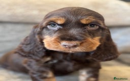 Cocker Spaniel dogs for sale: BEAUTIFUL SHOW TYPE COCKER SPANIELS  - Image 7