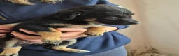 Mixed Breed dogs for sale: Kelpie cross collie puppies  - Advert 11