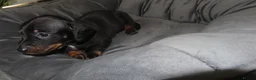 Miniature Dachshund dogs for sale: 5 Miniature Dachshund Puppies - Advert 11