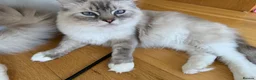 Ragdoll cats for sale: Beautiful Ragdoll Cats Looking for Loving Homes - Advert 6