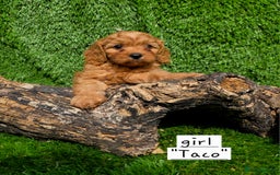 Cavapoo dogs for sale: TOY F1 RED CAVAPOOS extensivly dna clear. - Image 5