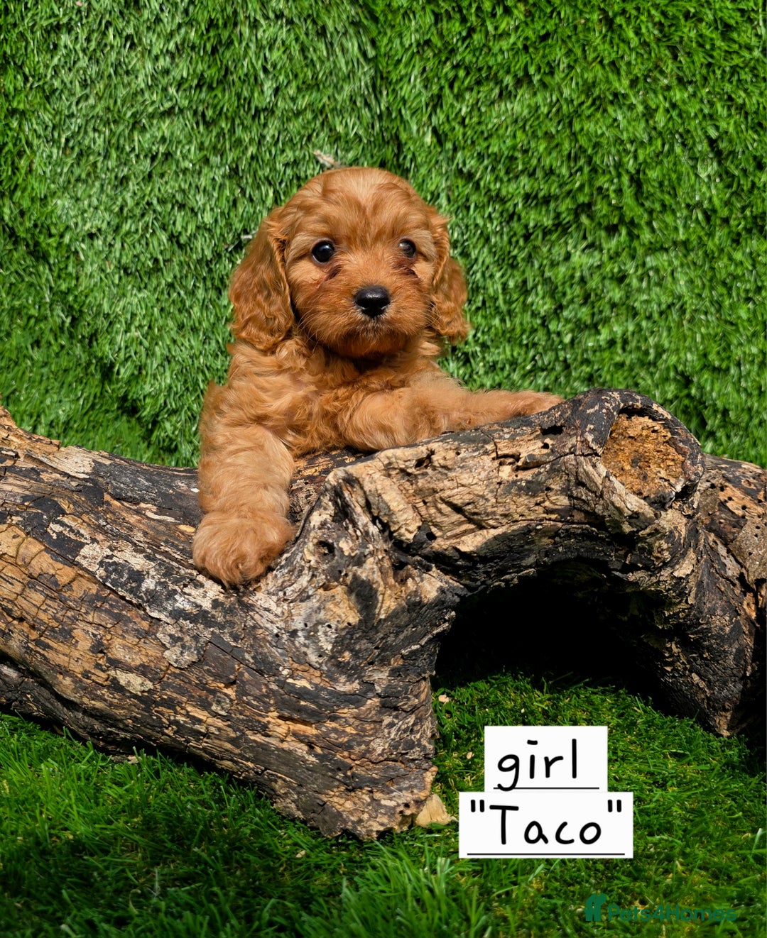Cavapoo dogs for sale: TOY F1 RED CAVAPOOS extensivly dna clear. - Image 5