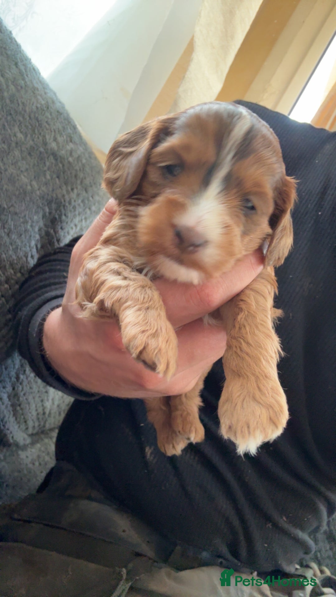 Cockapoo dogs for sale: 4 Adorable F2 Cockapoo puppies  - Advert 6
