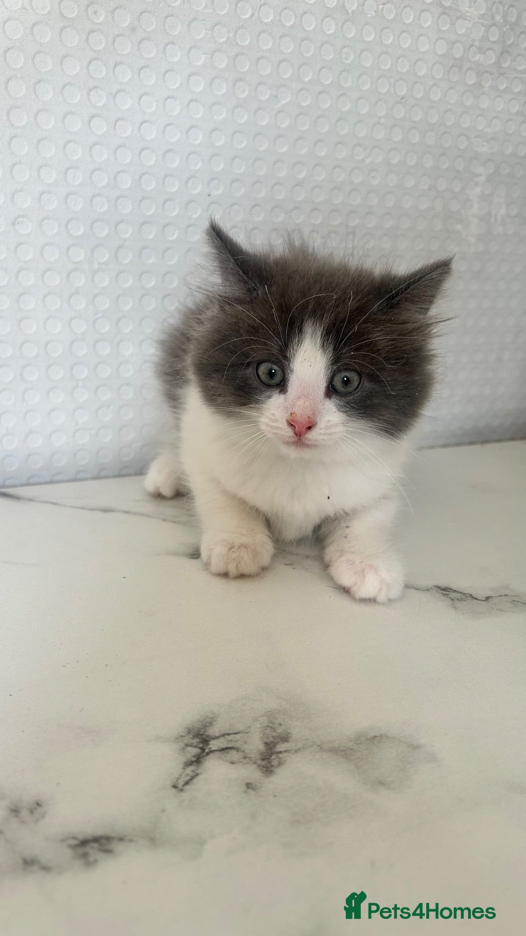 British Shorthair cats BSH KITTENS READY TO LEAVE 💓💙 - Advert 7