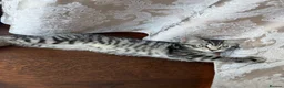 Domestic Shorthair cats for sale: Playful Tabby Kittens Ready - Advert 2