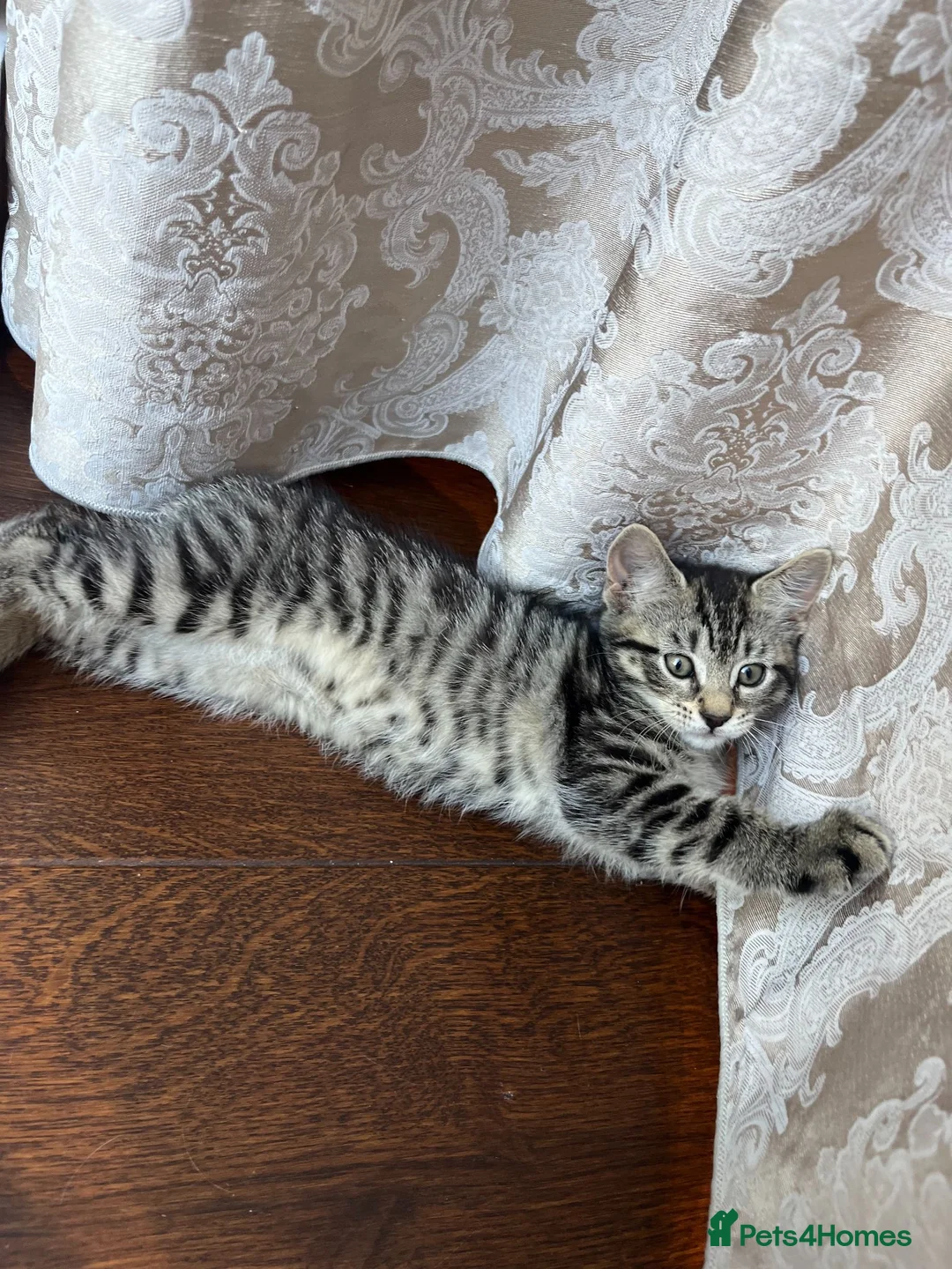 Domestic Shorthair cats for sale: Playful Tabby Kittens Ready - Advert 2