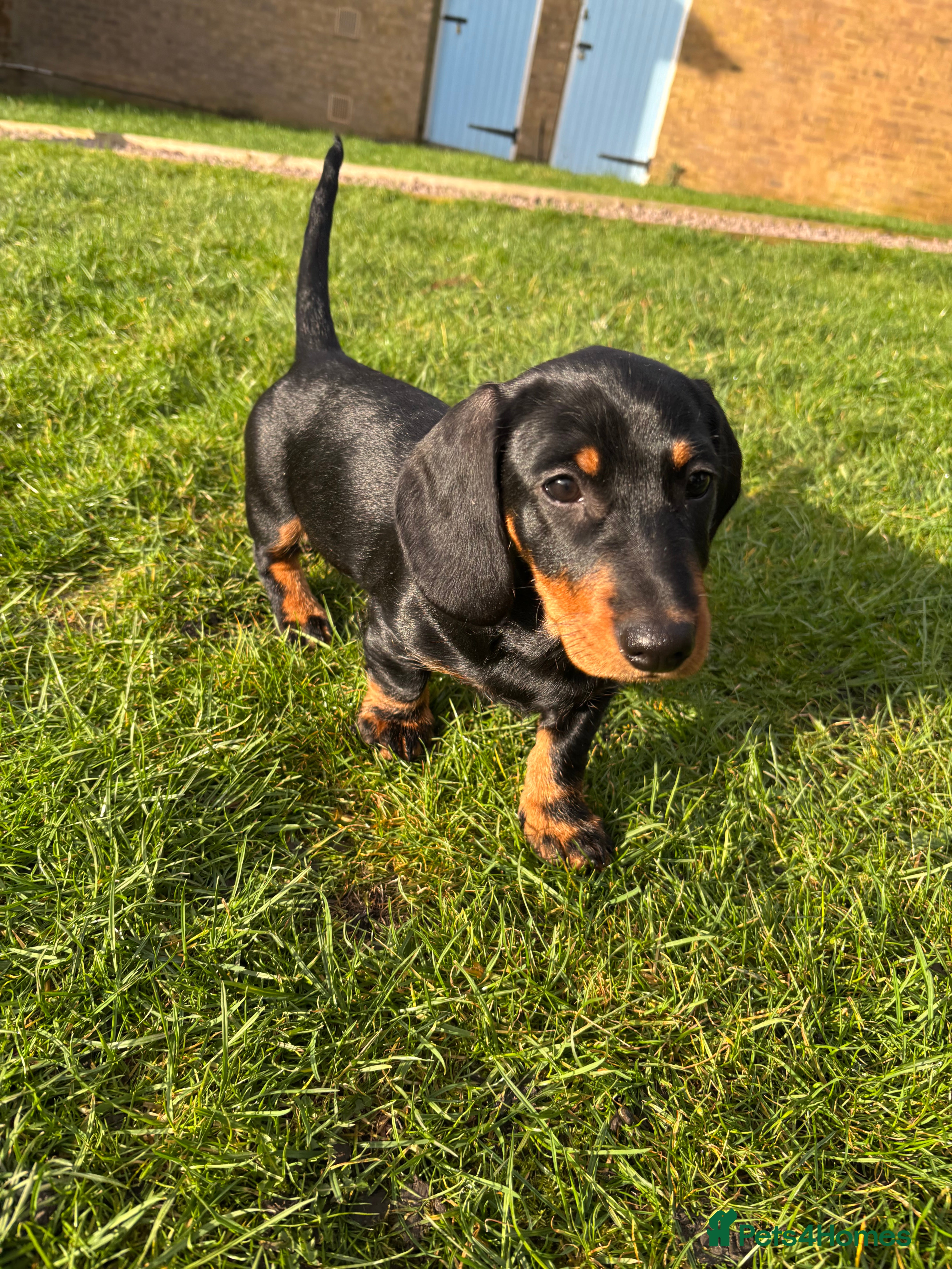 Dachshund dogs Standard Wire hairedX boy looking for forever home - Advert 16