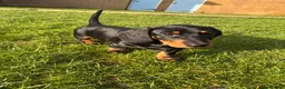 Dachshund dogs for sale: Standard Wire hairedX boy looking for forever home - Advert 4