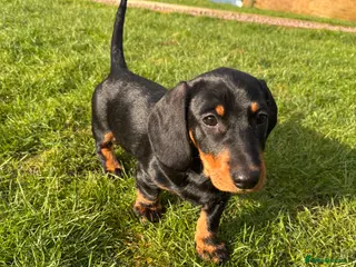 Dachshund dogs Standard Wire hairedX boy looking for forever home - Advert 16