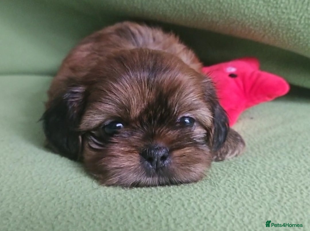 Shih Tzu dogs for sale: Imperial Shih tzu Puppies - Image 20