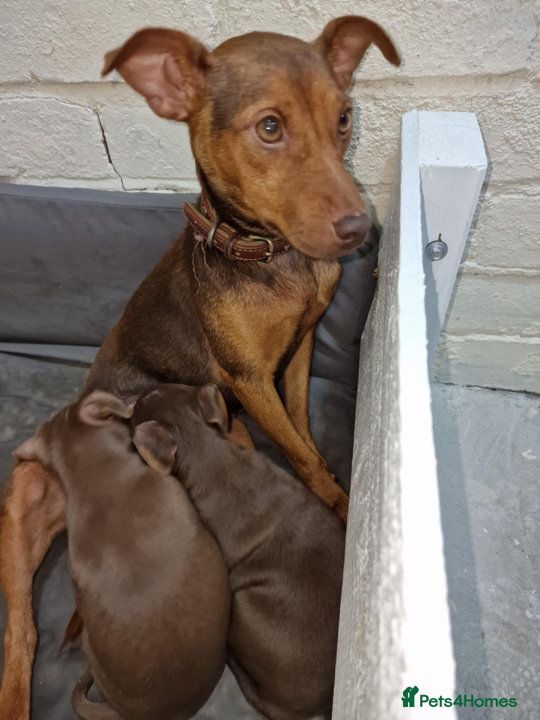 Jack Russell dogs for sale: Beautiful Muchwenlock Jack Russell puppies - Advert 2
