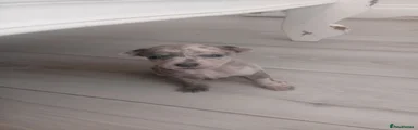 Chihuahua 2