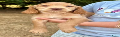 Cocker Spaniel 1