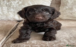 Cockapoo dogs for sale: 🐾Beautiful F2 cockapoos  🐾 - Image 30