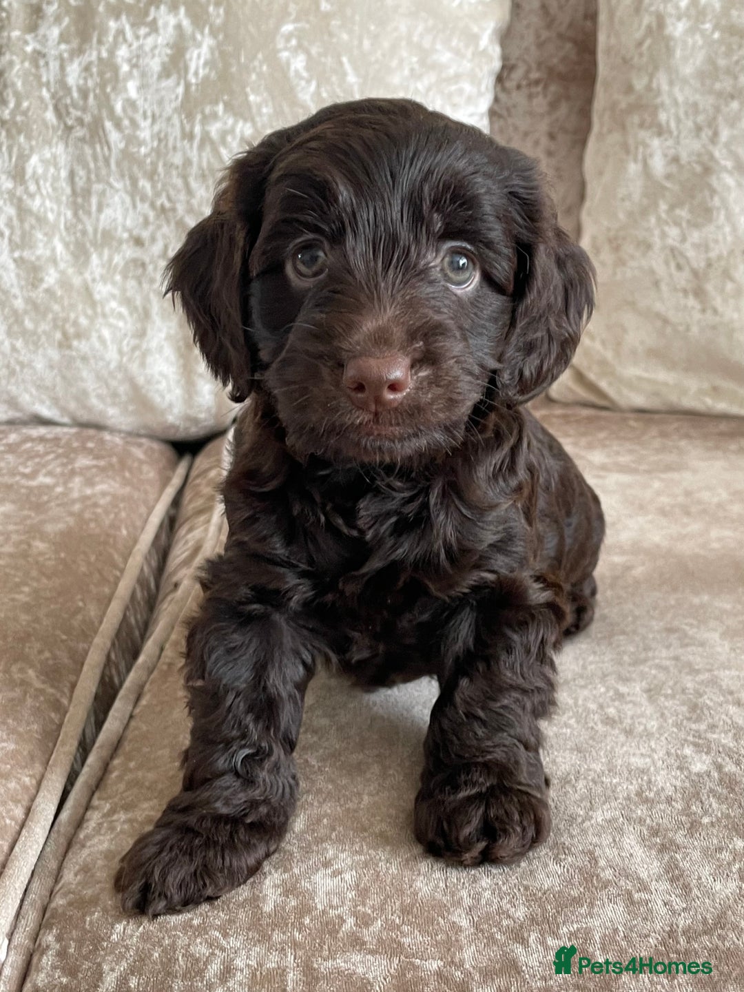Cockapoo dogs for sale: 🐾Beautiful F2 cockapoos  🐾 - Image 30