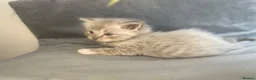 Ragdoll cats for sale: Beautiful mink ragdoll kittens all male  - Advert 3