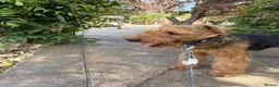 Welsh Terrier dogs for stud: KC Welsh Terrier Stud Dog - Advert 4