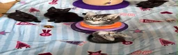 Mixed Breed cats for sale: 5 Beautiful kittens for sale - Advert 15