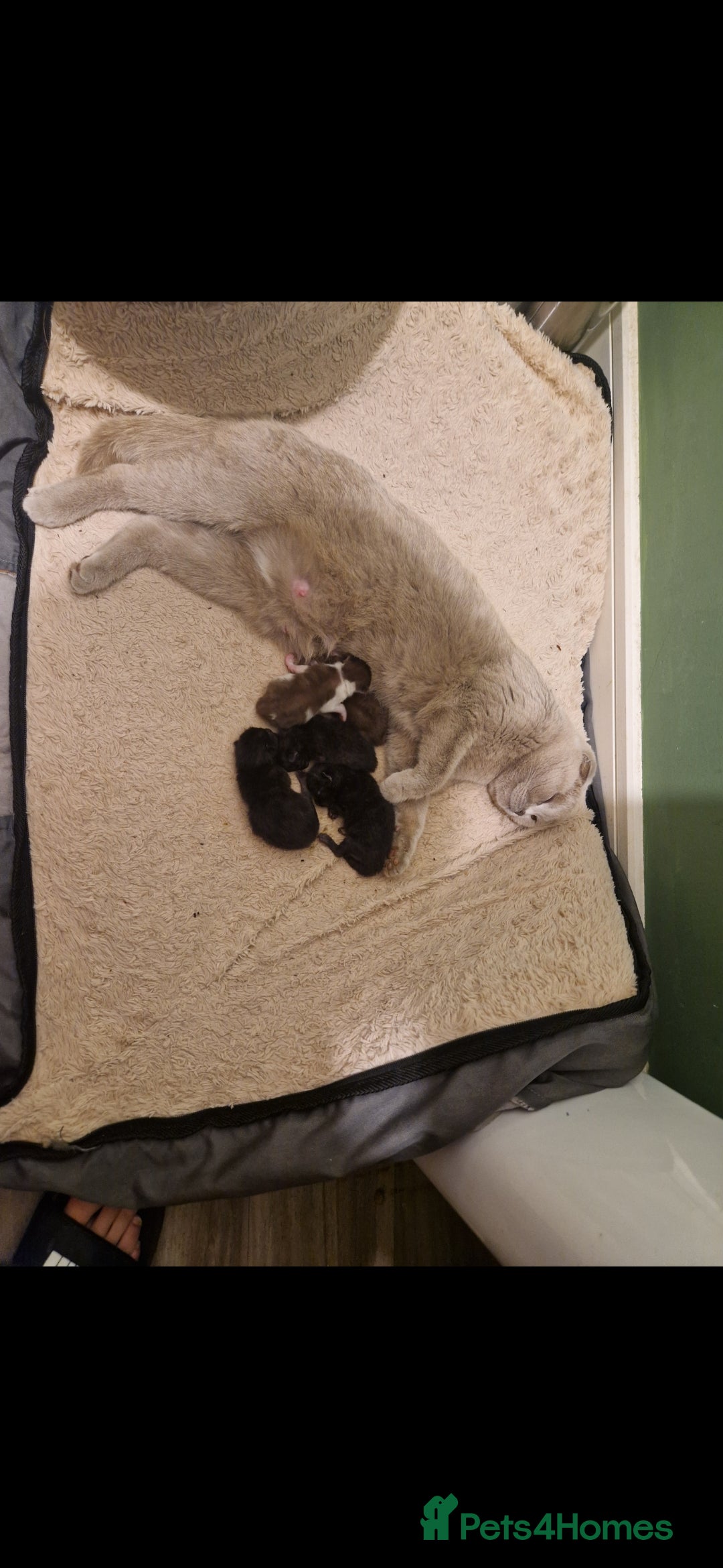 Scottish Fold cats for sale: Two Beautiful Scottish Fold Kittens - Advert 2