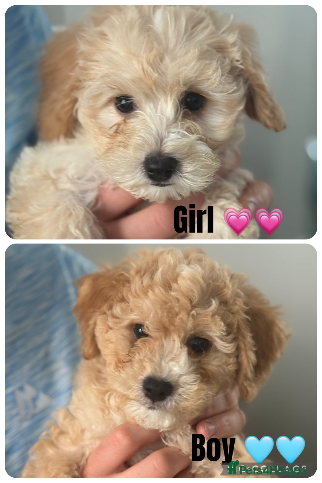 Cavapoochon dogs for sale: *REDUCED* last baby girlLeft  fully vaccinated  in Liverpool - Image 7