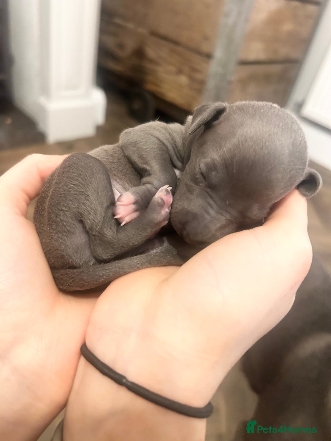 Italian Greyhound dogs for sale: 🐾Exceptional litter of KC Italian Greyhounds 🐾 - Advert 24