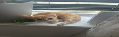 British Shorthair 2