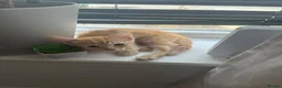 British Shorthair cats for sale: Kittens for sale  - Advert 19