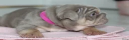 English Bulldog dogs for sale: ⭐️⭐️⭐️ EXCEPTIONAL ENGLISH BULLDOG PUPPIES ⭐️⭐️⭐️ - Advert 8