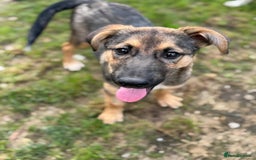 Mixed Breed dogs for adoption: BIBY, a Lovely young girl - for a Loving Home - Advert 19