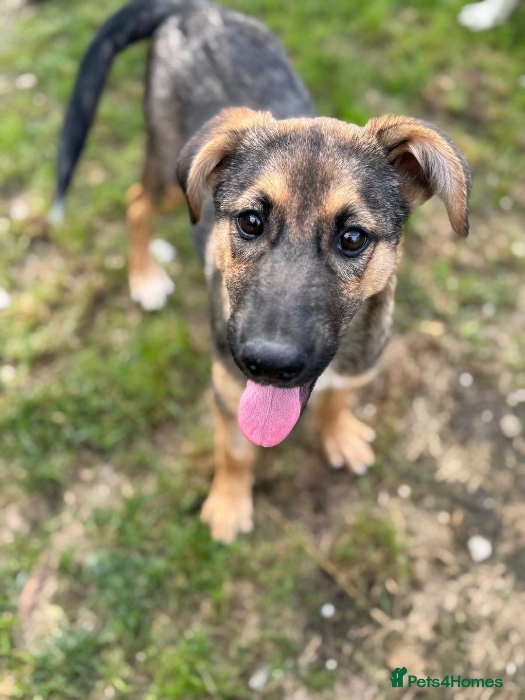Mixed Breed dogs for adoption: BIBY, a Lovely young girl - for a Loving Home - Advert 19
