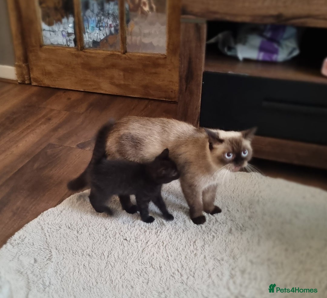 Mixed Breed cats for sale: Mixed ragdoll kitten - Image 5