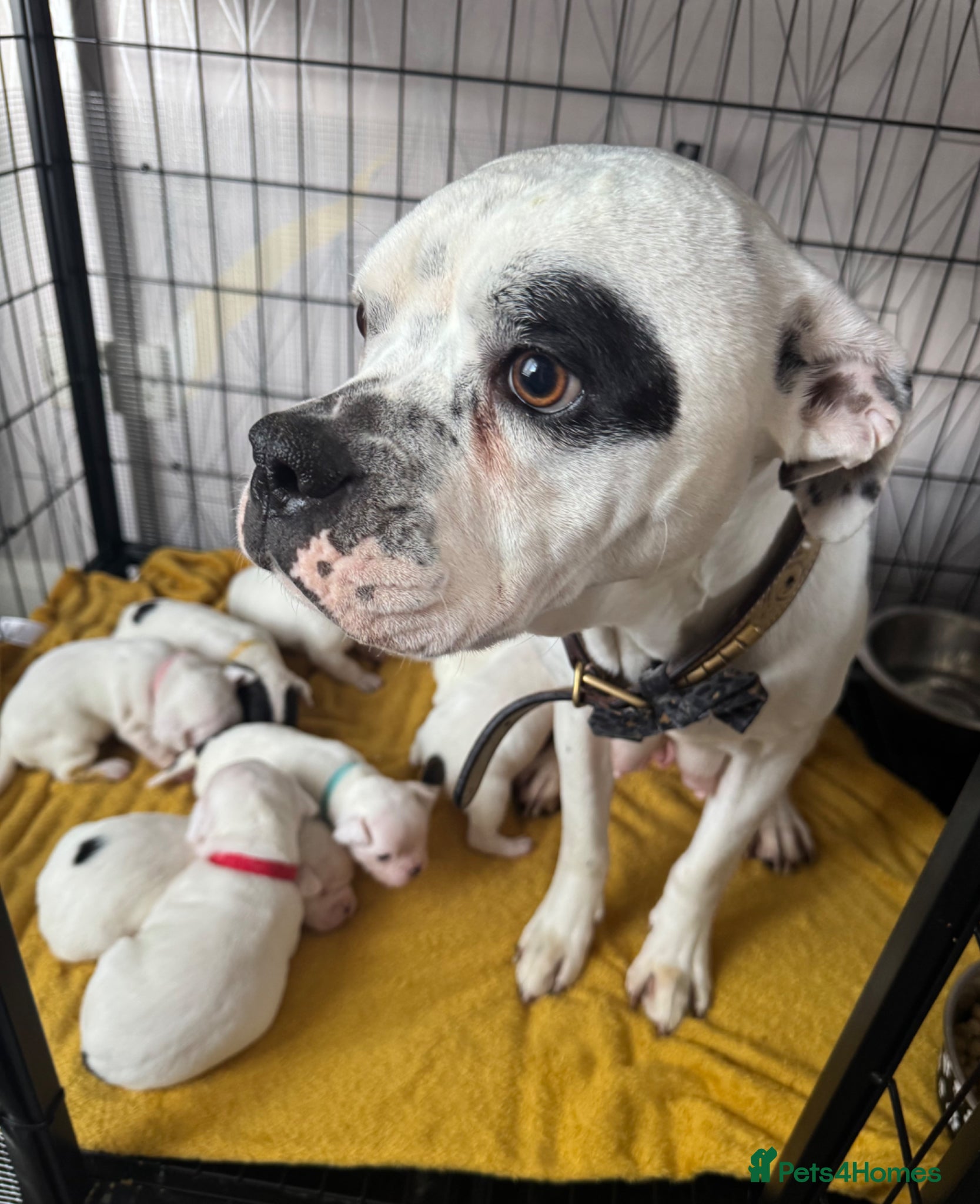 Mixed Breed dogs American Bulldog x Chihuahua - Advert 1