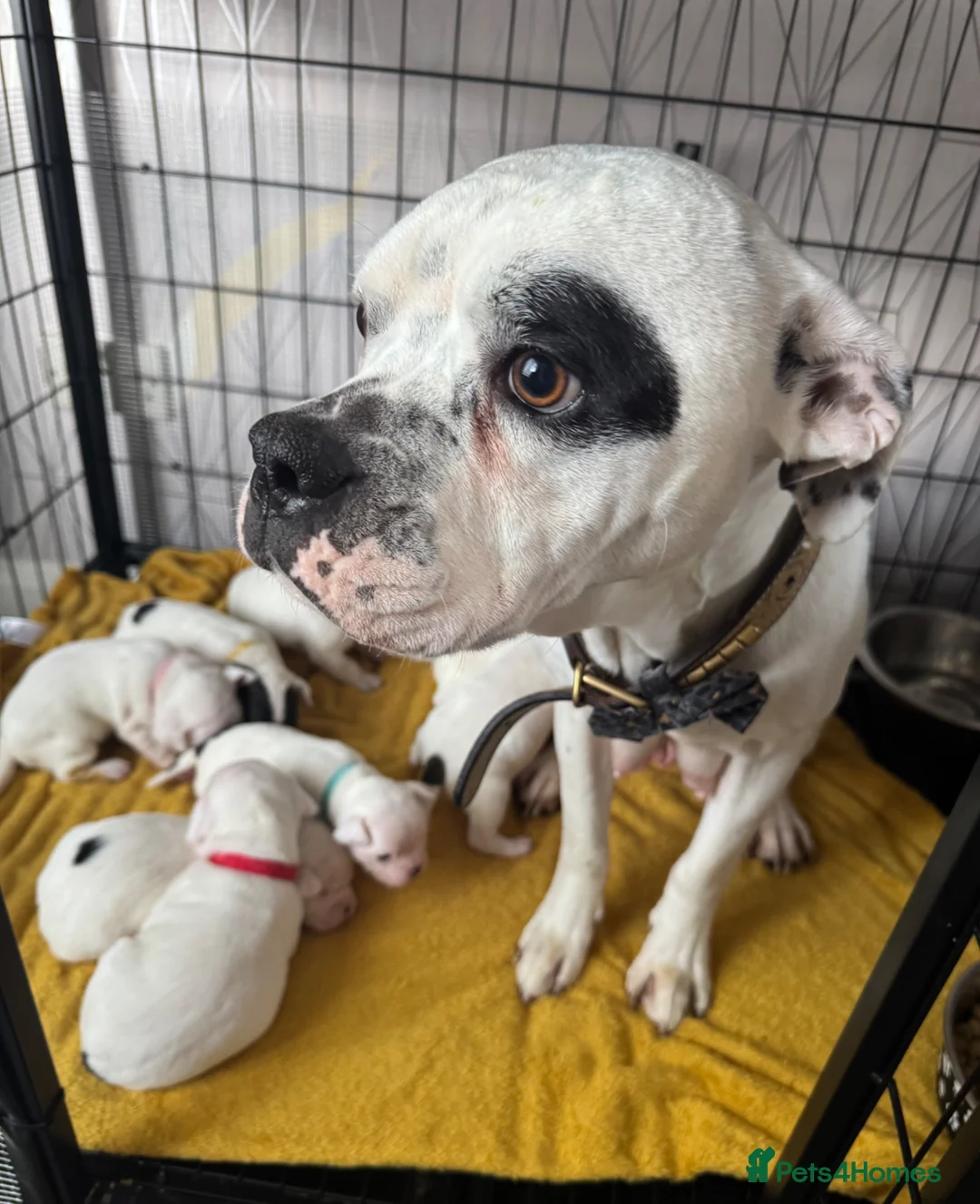 Mixed Breed dogs for sale: American Bulldog x Chihuahua - Advert 1