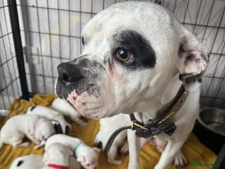 Mixed Breed dogs American Bulldog x Chihuahua - Advert 2