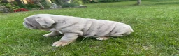 English Bulldog dogs for sale: Top Quality English Bulldog Pups Not Your Usual  in Colchester - Advert 6