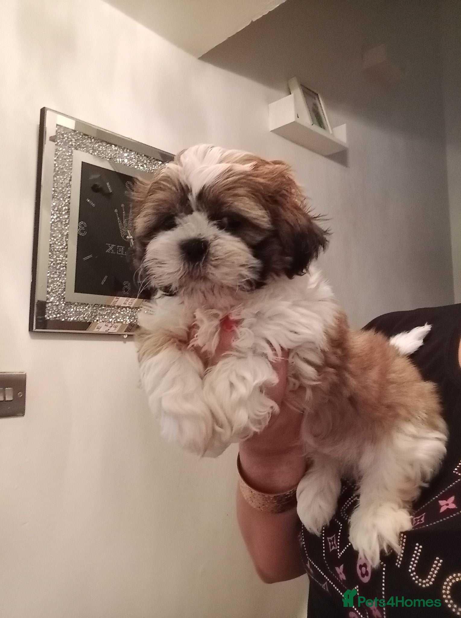 Shih Tzu dogs Shih Tzu puppy's - Advert 12