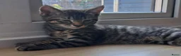 Russian Blue cats for sale: 🐾 Stunning 9 weeks Russian Blue X Tabby Kittens - Advert 7