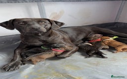 Labrador Retriever dogs for sale: Beautiful littler of 6 labs  - Image 1