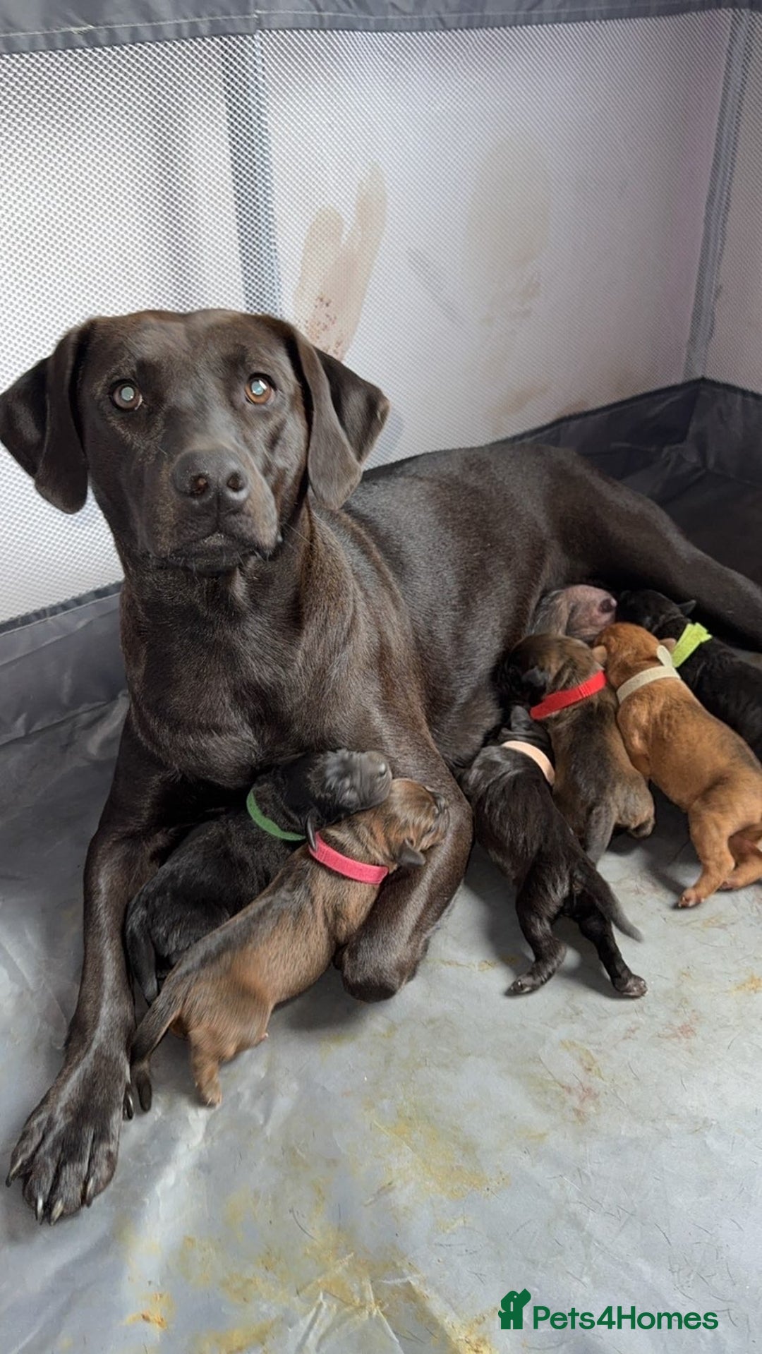Labrador Retriever dogs for sale: Beautiful littler of 6 labs  - Image 1