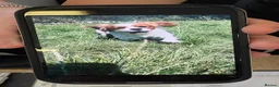 Cavapoo dogs for sale: Muffin - Advert 2