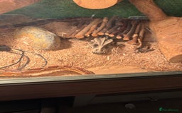 Corn Snake reptiles for sale: Adult Corn Snake Male  - Image 7