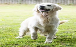 Golden Retriever dogs for sale: Newmiller Retrievers Litter Announcement  - Image 11