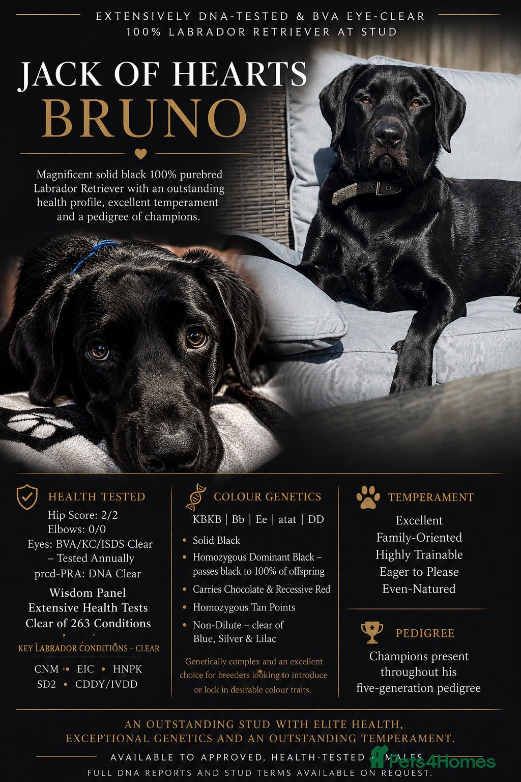 Labrador Retriever dogs Jack of Hearts available for STUD - Advert 1