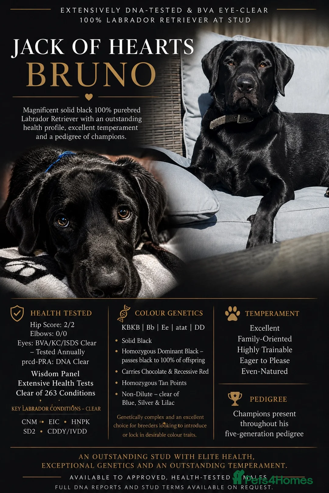 Labrador Retriever dogs for stud: Jack of Hearts available for STUD in Consett - Advert 1