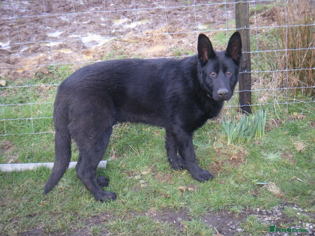 German Shepherd dogs for sale: German Shepherd (GSD) pups (born 04/07/2025) in Newbury - Advert 3