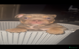 English Bulldog dogs for sale: 2 Lilac Tri english bulldogs - Advert 5